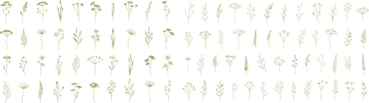 Set of various wildflower and weed illustrations