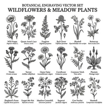 Botanical Wildflowers and Meadow Plant Portrait.