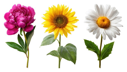 Fototapeta premium PNG Vibrant flowers showcasing natural beauty on transparent background