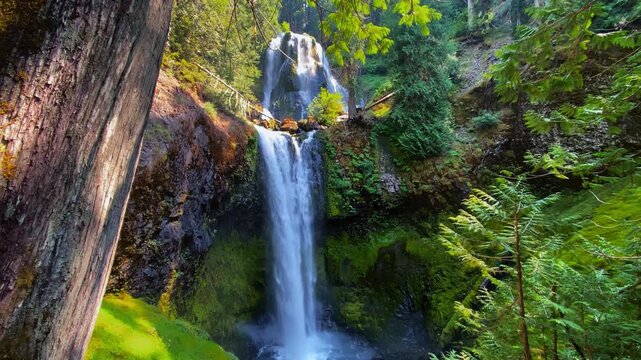 Tiered waterfall descending through mossy cliffs surrounded by forest vegetation, tree provides foreground
