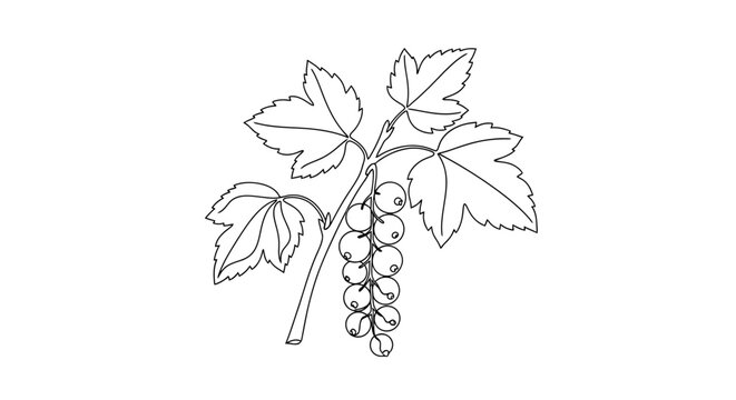 Detailed black and white line drawing of a grapevine with leaves and hanging clusters of grapes suitable for botanical