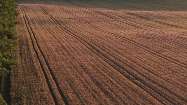 A drone view of a mature wheat field bathed in warm golden-hour sunlight with a jumping roe