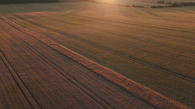 Aerial view of a vast golden wheat field illuminated by warm sunset light. Long parallel tractor tracks create leading lines across the agricultural landscape.