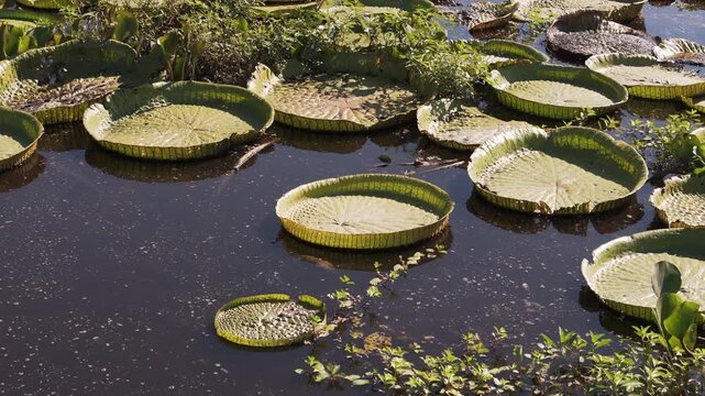 Giant water lily pads float on dark water. Leaves display green and brown textures. Some pads rest partially underwater. Aquatic plants grow near the water's edge