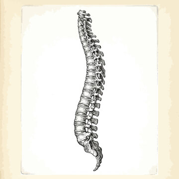 Curved human spine vertebral column illustration.