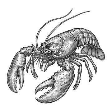 Lobster Illustration Close Up Claw Tail.