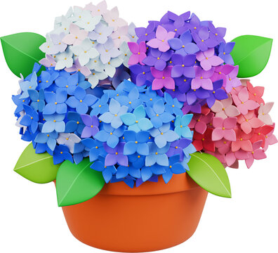 hydrangea