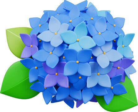 hydrangea