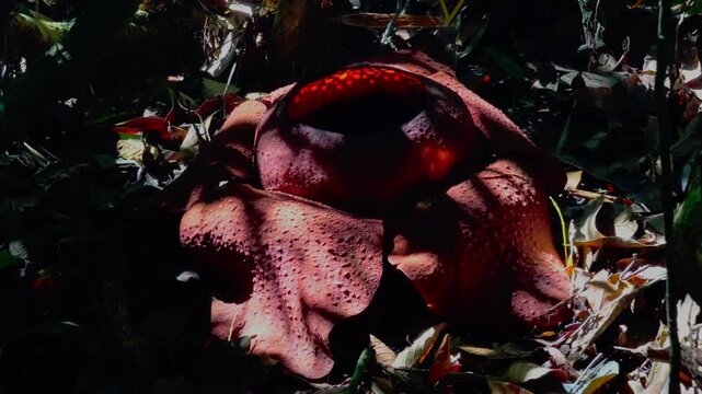 4K handheld slow motion footage showing a wasp interacting with a decaying Rafflesia kerrii on the forest floor in Khao Sok, Thailand.