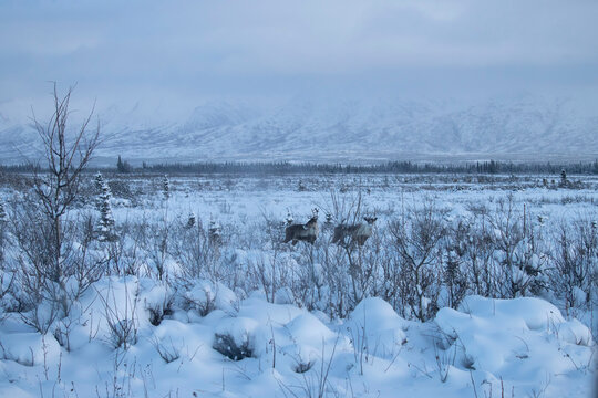 Caribou in a field in Alaska