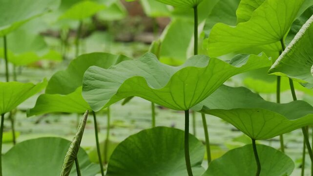 Lush green lotus leaves floating gracefully on pond water at Shanghai People's Park (4K25p)