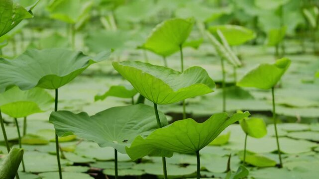 Serene lotus pads displaying intricate vein patterns at Shanghai People's Park pond (4K25p)