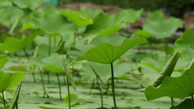 Vibrant lotus foliage creating natural patterns in Shanghai People's Park garden pond (4K25p)
