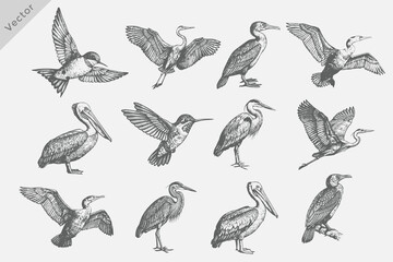 Fototapeta premium Realistic Heron, Cormorant, Pelican, Crane birds set in Vintage retro style vector illustration. Vintage engraving style black, white birds drawing, engrave old school style.