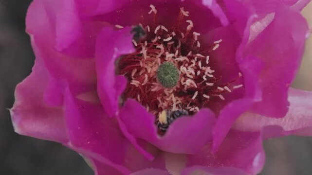 A native bee digs around in the stamens of a prickly pear flower to get at the nectar below. The stamens bend as the bee brushes against them coating it with pollen grains before it flies away.