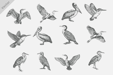 Obraz premium Set of birds set in Hand-drawn sketch vector illustration. Isolated grunge Retro style birds including Heron, Cormorant, Pelican, Crane on white background