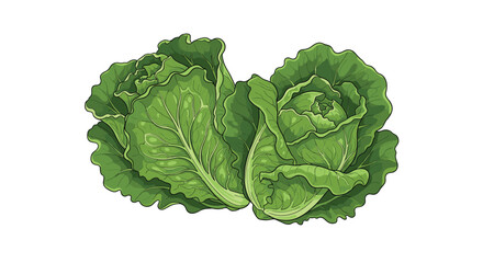 Fototapeta premium Detailed illustration of two fresh green romaine lettuce heads with textured organic leaves isolated on a plain white background.