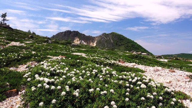 恵山とエゾイソツツジ