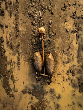 Aerial view of a farmer wearing a conical hat guiding two water buffaloes through a muddy rice paddy field in Magelang, Central Java, Indonesia.