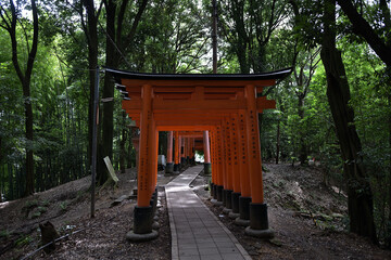 Fototapeta premium 新緑の森に引き立つ鮮やかな朱色の鳥居と続く参道