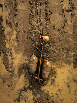 Aerial view of a farmer wearing a conical hat plowing a muddy rice field with two water buffaloes in Magelang, Central Java, Indonesia.