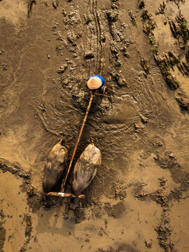 Aerial view of a farmer wearing a traditional hat guiding two water buffaloes through a muddy rice paddy field in Magelang, Central Java, Indonesia.