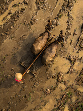 Aerial view of a farmer wearing a traditional hat guiding two water buffaloes through a muddy rice field in Magelang, Central Java, Indonesia.