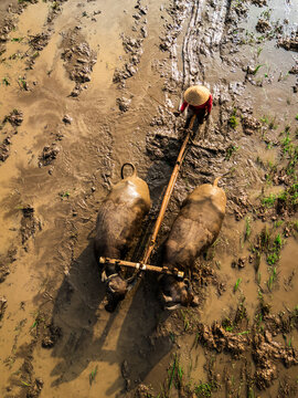 Aerial view of a farmer wearing a traditional hat guiding two water buffaloes through a muddy rice field in Magelang, Central Java, Indonesia.