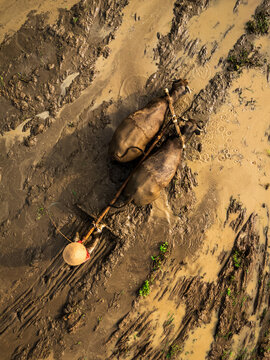 Aerial view of a farmer wearing a conical hat guiding two water buffaloes through a muddy rice field in Magelang, Central Java, Indonesia.