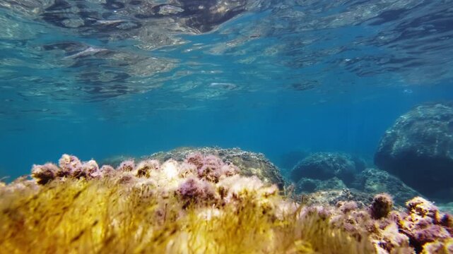 Yellow Algas Moving On The Seabed Underwater
