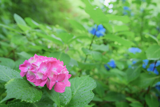 Pink hydrangea in fresh green garden after rain