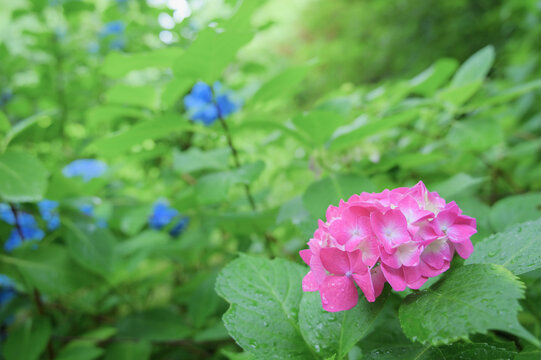 Pink hydrangea in fresh green garden after rain
