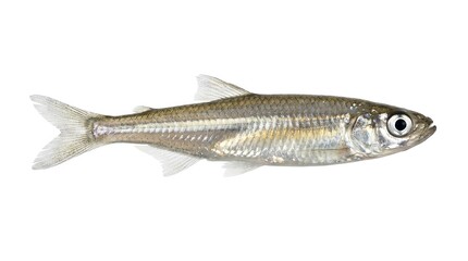 Naklejka premium Sardine, small silver fish, seafood, ocean animal, aquatic creature