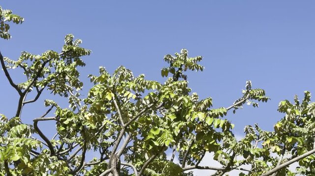 Polyscias lallanii, Polyscias racemosa, or false 'ohe, is a species of flowering plant in the family Araliaceae. Munroidendron racemosum. Queen Kapiʻolani Garden, Honolulu, Oahu, Hawaii. pōkalakala