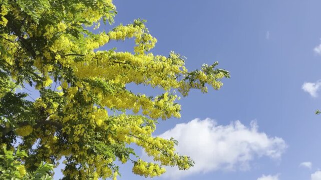 Cassia &times; nealiae 'Lunalilo Yellow' (Yellow Rainbow Shower), is a cross between Cassia fistula and Cassia javacana. Honolulu, Oahu, Hawaii. Fabaceae or Leguminosae,  legume, pea, or bean family.