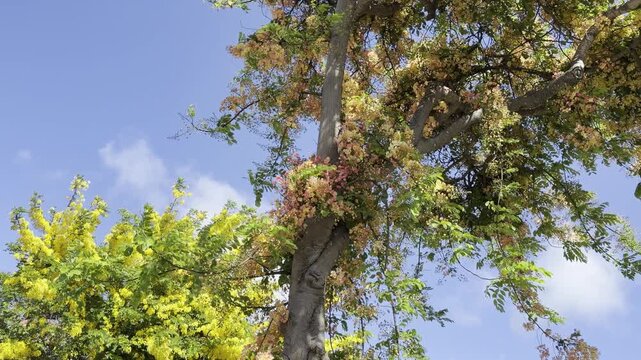  Cassia x nealiae (rainbow shower tree) is a cross between Cassia fistula and Cassia javacana. Honolulu, Oahu, Hawaii. Fabaceae or Leguminosae, commonly known as the legume, pea, or bean family.