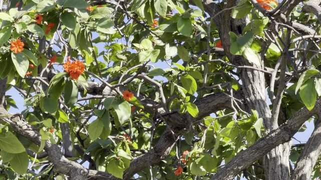 Cordia sebestena is a shrubby tree in the family Cordiaceae. siricote or kopt&eacute; (Mayan). scarlet cordia in Jamaica. Geiger tree. Honolulu, Oahu, Hawaii. 