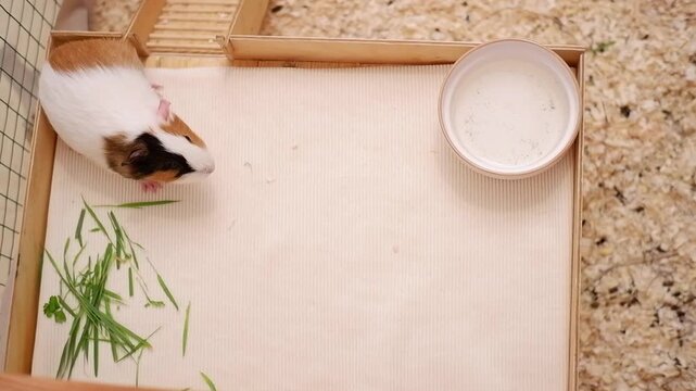 Cute tricolor guinea pig eating fresh green grass from a top-down view inside its wooden enclosure