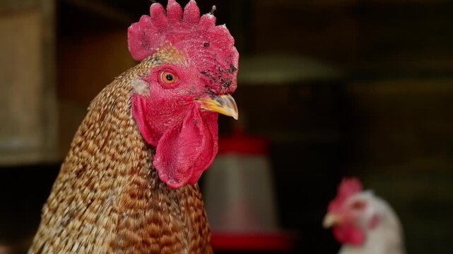 Brown rooster with a red comb turning its head inside a dark chicken coop with another chicken