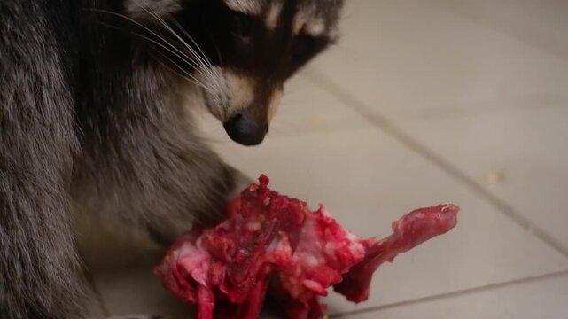 Fluffy wild raccoon eagerly eating fresh raw meat with bones on the floor, showing its wild instincts
