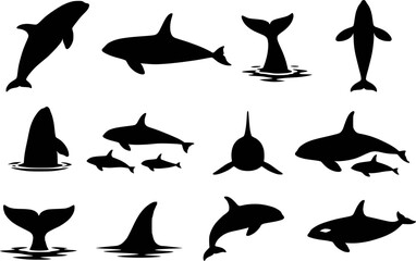 Orca killer whale dolphin jump swim tail fluke spy hop pod family silhouettes vector set isolated © raccoontail