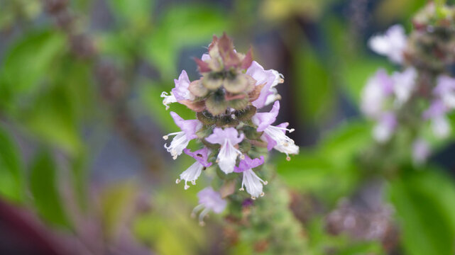 The flowers in the image belong to a basil plant, specifically of the genus Ocimum. 