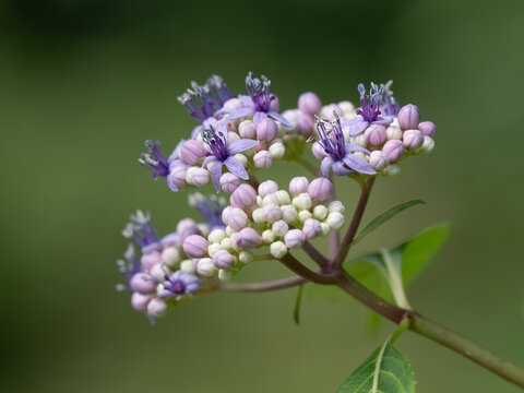両性花だけの紫陽花カムイ