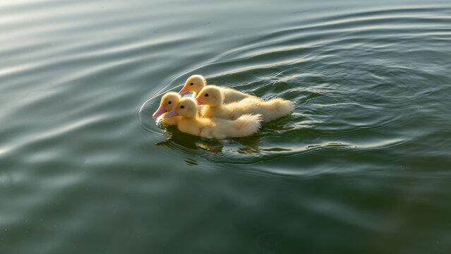 Small baby ducks swimming on a river with beautiful water ripples