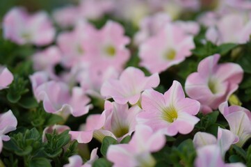 Naklejka premium pink and white flowers