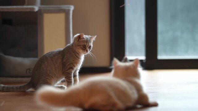 Two kittens interact indoors, one sitting, one moving. Soft light fills the room, casting warm shadows. Their playful energy captures a quiet, joyful moment. Perfect for pet lovers or cozy home scenes