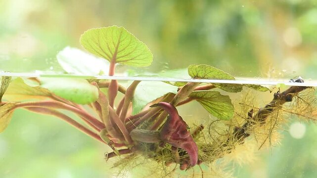 Water caltrops or Trapa bicornis Osbeck branch green leaves and fruits on natural background.