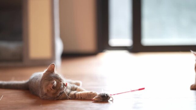 Soft light fills the wooden floor. Young cat lies low, focused on a toy. Another cat watches from the side. The kitten seems curious and playful. The scene feels calm and domestic
