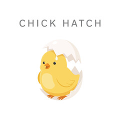 Fototapeta premium A cute yellow baby chick hatching from a white eggshell with the text chick hatch isolated on a white background, for spring holiday