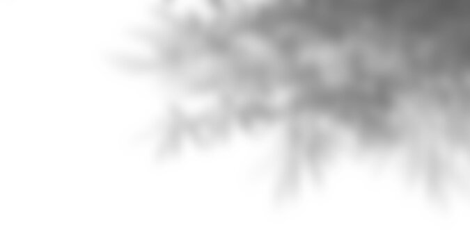 grey shadow overlay effect of blur leaves  branch of tree creating abstract shadows on wall suitable for background  design element of illustration